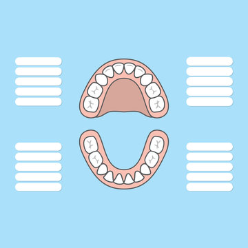Tooth Chart Primary teeth Blank illustration vector on blue background. Dental concept.