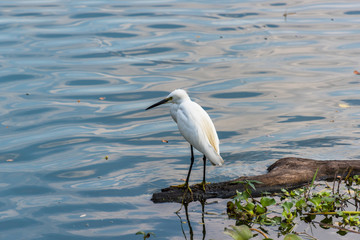 White egret, Egretta garzetta standing near the water