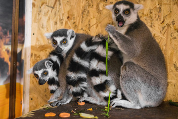 three lemurs look at the frame