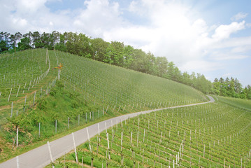 Fototapeta na wymiar Vineyards along the South Styrian Wine Road in summer, Austria Europe