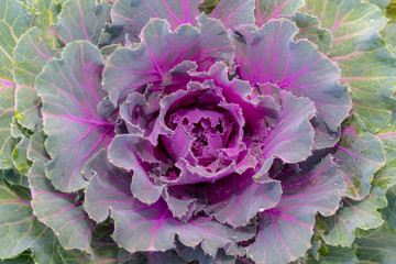 Purple cabbage plant