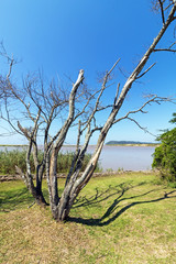  Trees and Wetland Vegetation and the Saint Lucia Estuary