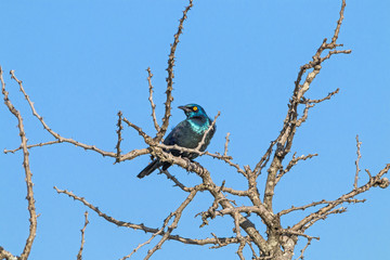 Glossy Starling Bird Perched on Dry Leafless Tree Branches