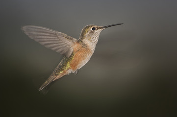 Fototapeta na wymiar Rufous hummingbird; Great Sand Dunes NP; near Alamosa, CO