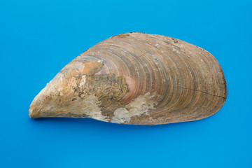 Sea shells on blue background