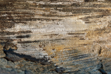 Sea shells close-up macro