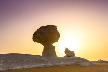 Fototapeta na wymiar The White Desert at Farafra in the Sahara of Egypt