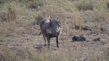 warthog, Serengeti, Tanzania, Africa