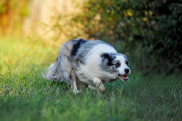 The dog is running on the grass, the dog is hunting, the Australian Shepherd plays Frisbee