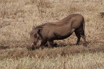 warthog, Serengeti, Tanzania, Africa