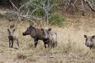 Obraz na płótnie Canvas warthog, Serengeti, Tanzania, Africa