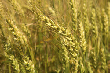 Grain ripening in the field