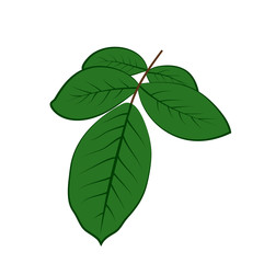 Fototapeta premium Vector illustration, flat cartoon green rose leaves isolated on white background