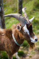 Naklejka na ściany i meble Buck Goat closeup brown horns farm
