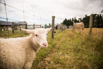 White baby lamb closeup sheep portrait