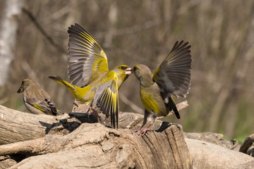 European greenfinch that compete for food