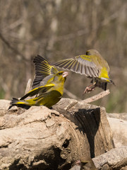 European greenfinch that compete for food