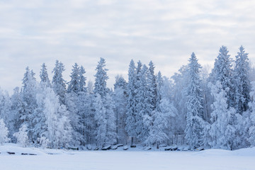 Naklejka premium Trees covered in frost snow nature winter lakeside scene