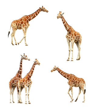 Giraffe set isolated on white background. Adult animals.