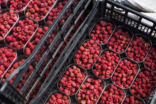 Crates of Harvested Raspberries.