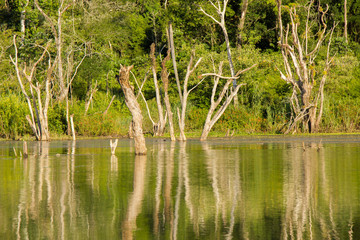 Fototapeta premium agua y selva