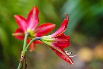 Beautiful red tropical flower on green natural background