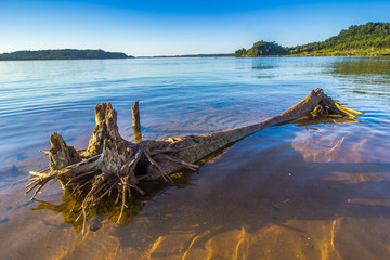 árbol muerto,. en el agua