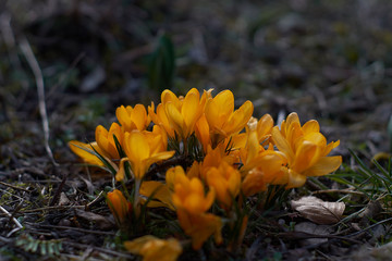 Crocusses in a park in the middle of munich