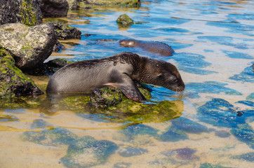 Gorgeous black baby sea lion in san cristobal galapagos islands