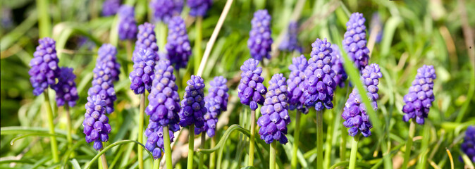 Fototapeta premium Muscari Bleu-Violet