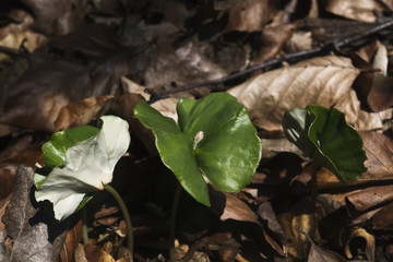 Beechwood, bech sprouts