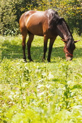 Attractive brown horse outdoor at sunny day
