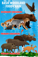 Basic green forest woodland food trophic chain. Forest ecosystem energy flow. Vector illustration.