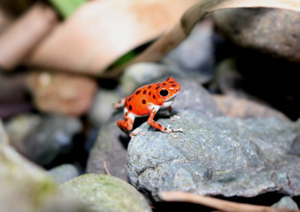 Poison dart frog also called red frog sitting on a rock in the jungle on Bastimentos island in Panama
