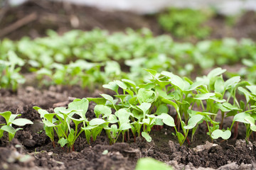 Plantules de radis