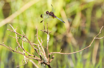 lib&eacute;lula, alguacil 
