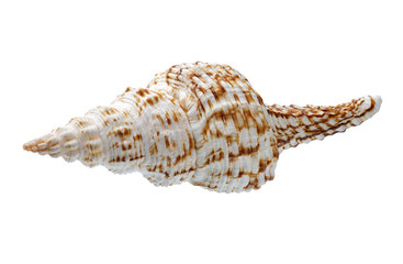 Seashell isolated on white background
