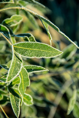 escarcha, helada, hojas heladas