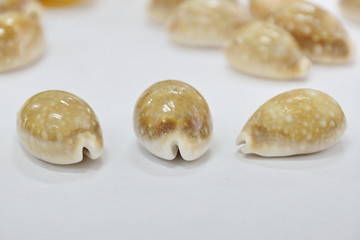Tiger cypraea seashells close-up