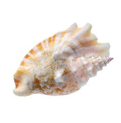 Seashell isolated on white background