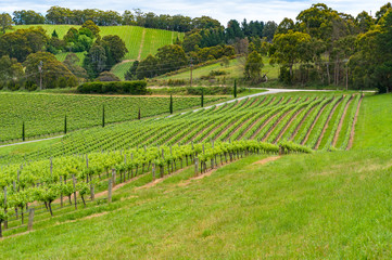 Fototapeta na wymiar Spectacular countryside landscape of green vineyard