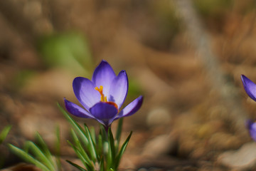 Crocusses in a park in the middle of munich