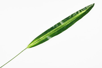 Green tropical leaves isolated on white background, close-up, top view