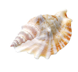 Obraz premium Seashell isolated on white background