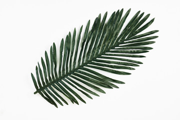 Green tropical leaves isolated on white background, close-up, top view