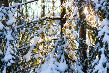 Snowy forest at sunny winter day in Finland