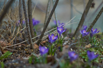 Crocusses in a park in the middle of munich
