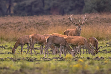 Fototapeta na wymiar Buck deer guarding herd of hinds