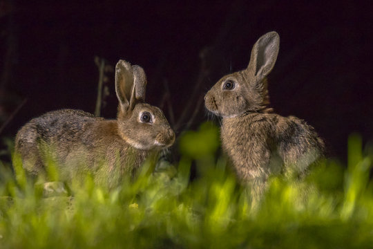Two european rabbits in the dark