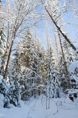 Fototapeta premium Snowy forest at sunny winter day in Finland